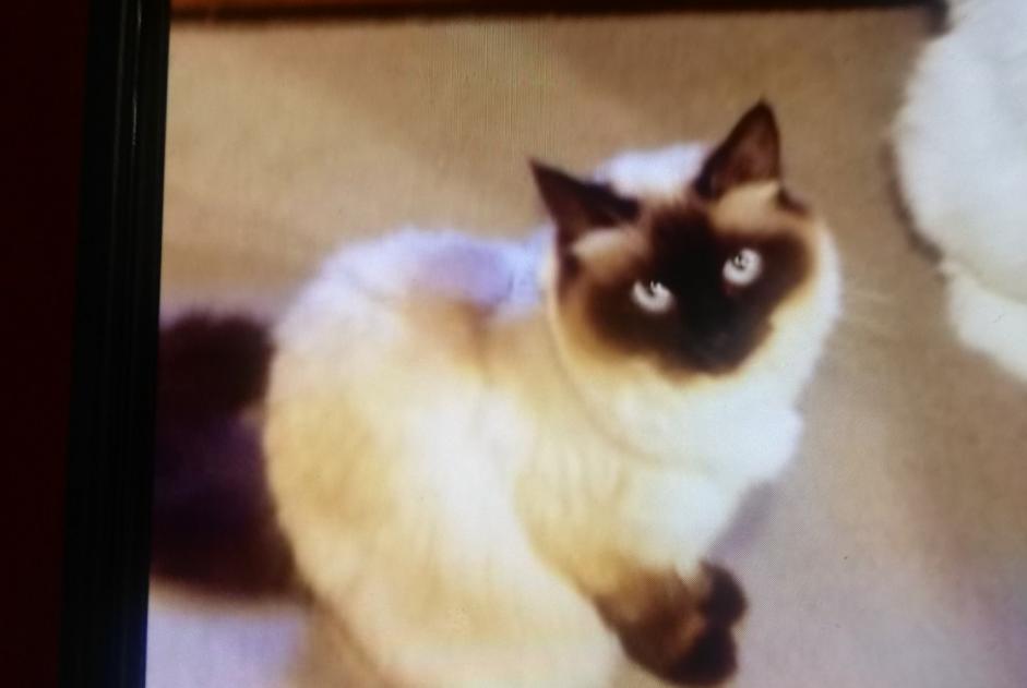 Disappearance alert Cat miscegenation  Female , 12 years Chignin France