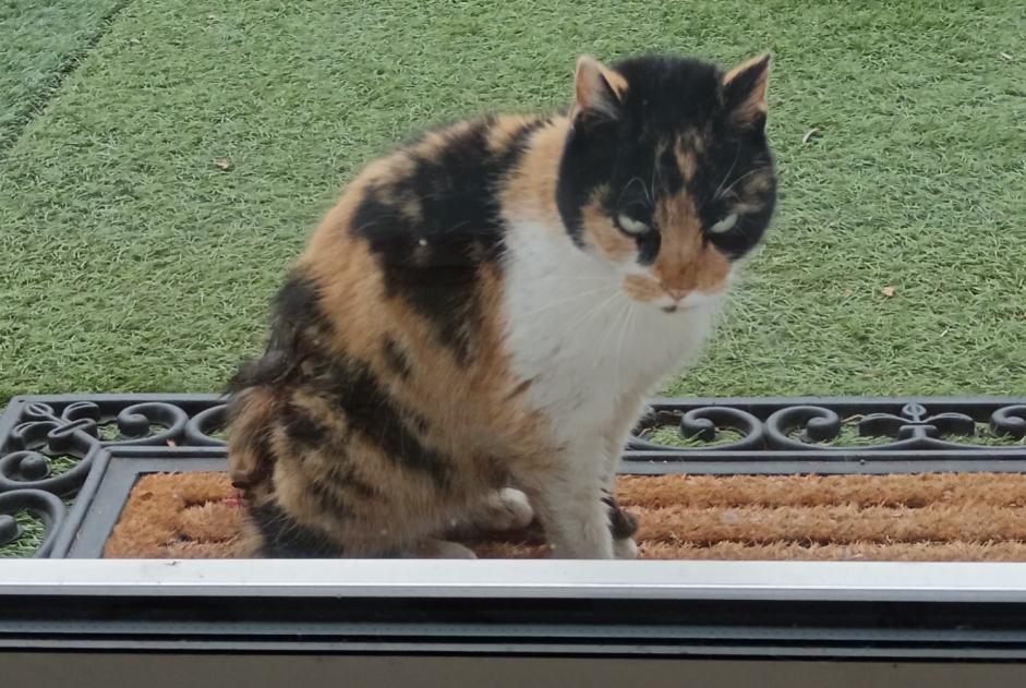 Alerte Disparition Chat croisement  Femelle , 2 ans Entrelacs France